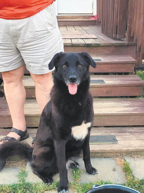 Owner finds lost dog after three years