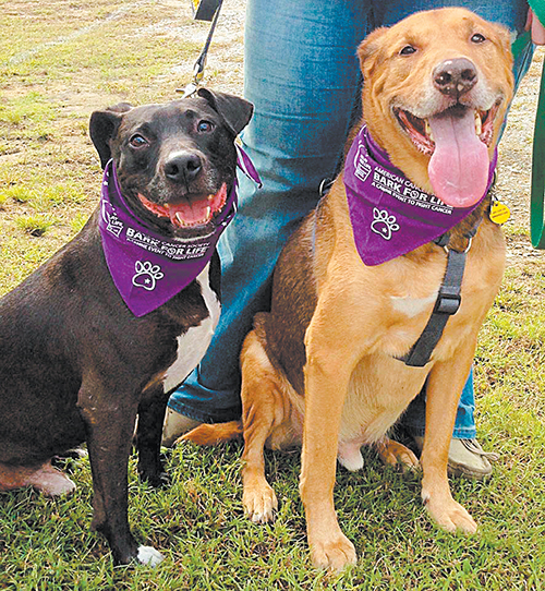 Bark For Life set for November 5th