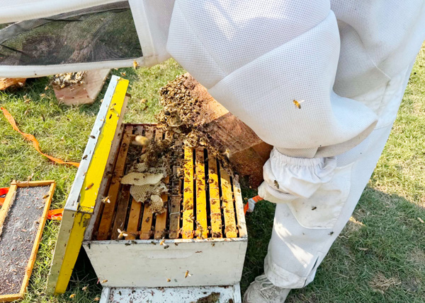Bees: from tree catastrophe to safe haven