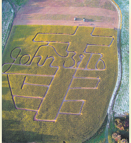 Corn field is  A-MAZING!