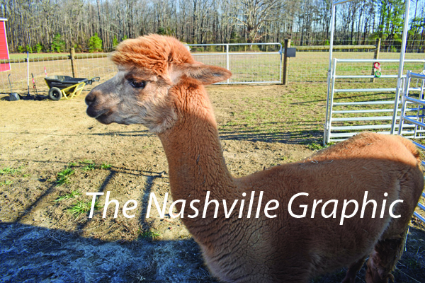 Couple launches Alpaca farm in Castalia