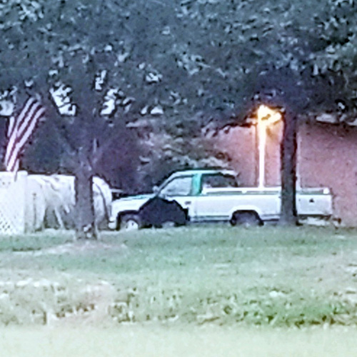 Spring Hope man finds bear in yard