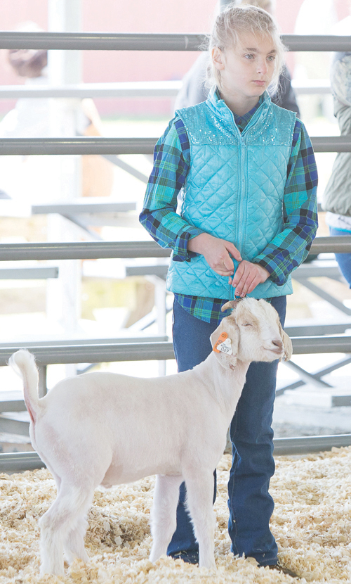  Livestock Show and Sale pics, 3