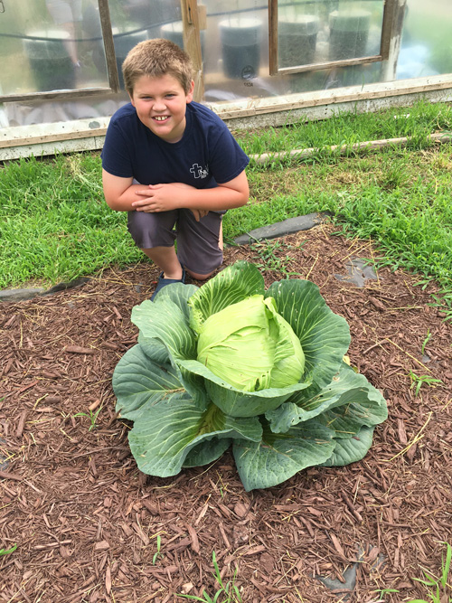 Giant cabbage