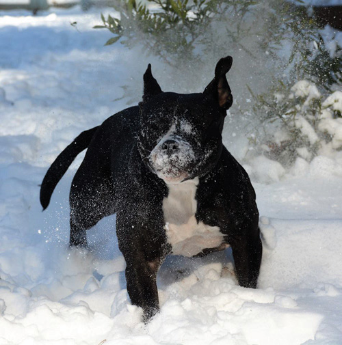 NASH COUNTY SNOW PHOTOS 2018, pics 6