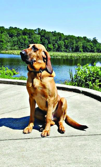 NCSO to give K-9 to Department of Correction