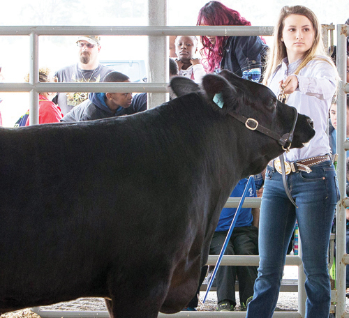  Livestock Show and Sale pics, 7