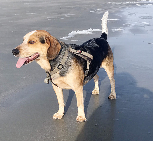 South Carolina woman continues search for dog