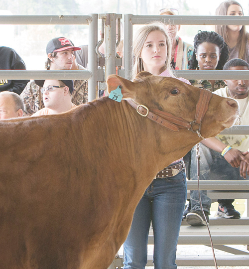  Livestock Show and Sale pics, 12