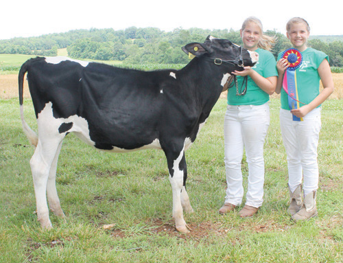 Livestock shows