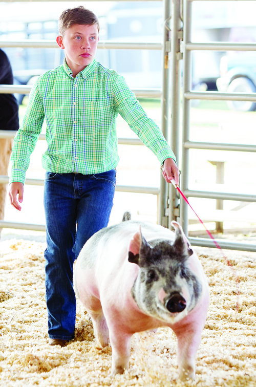  Livestock Show and Sale pics, 11