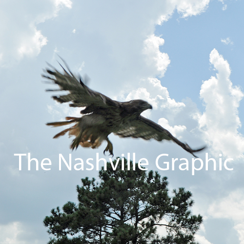 Wildlife rehab group releases hawk