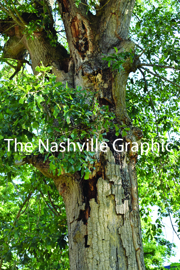 Second tree inspection offers better outcome