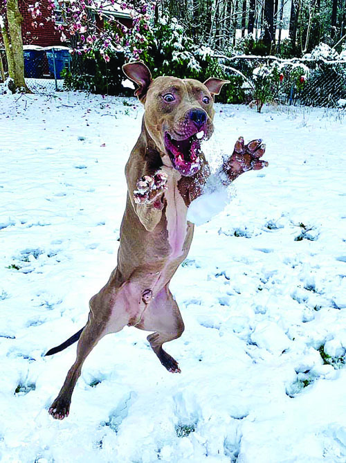 Nash County Snow Day, pics 3